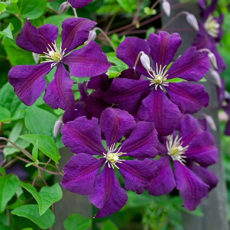 Clematis