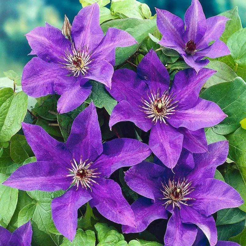 Clematis