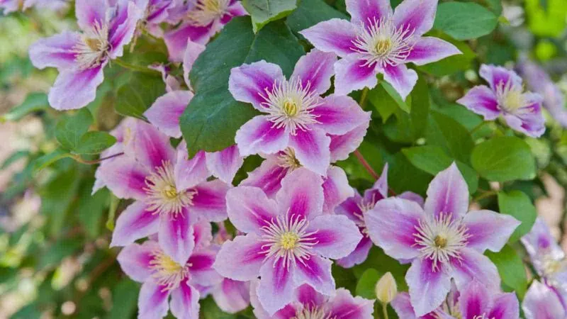 Clematis