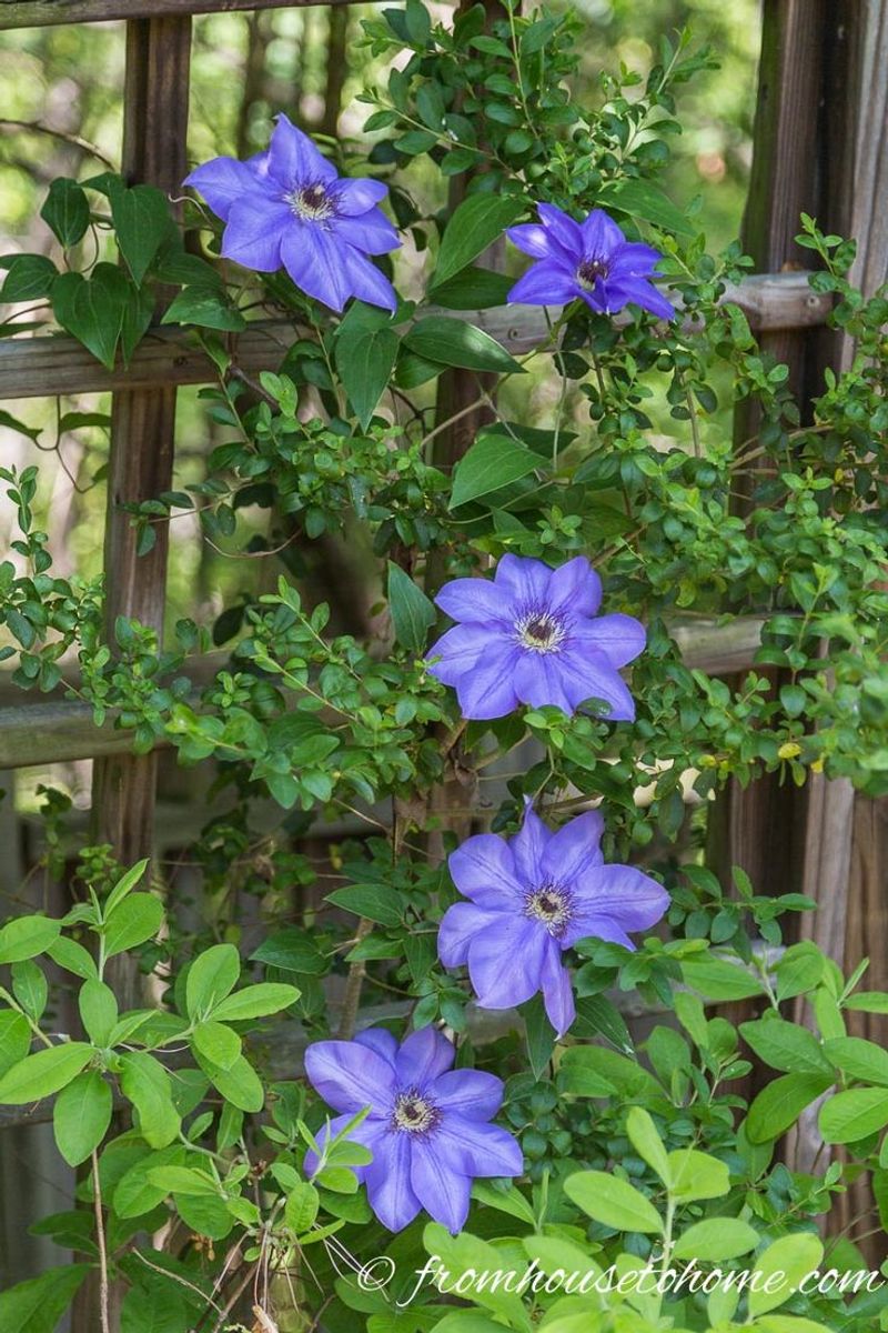 Clematis