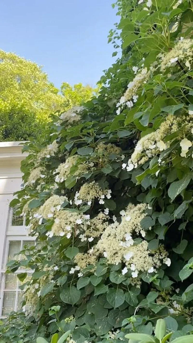 Climbing Hydrangea