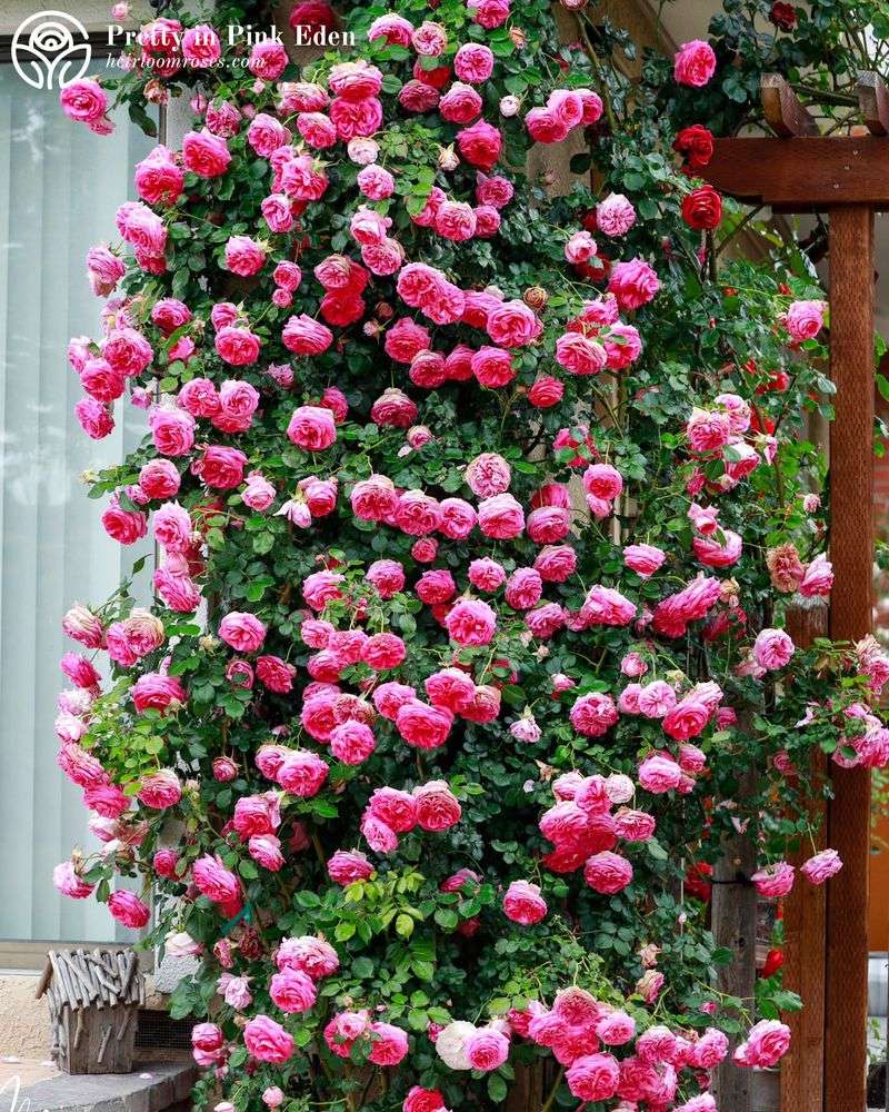 Climbing Roses