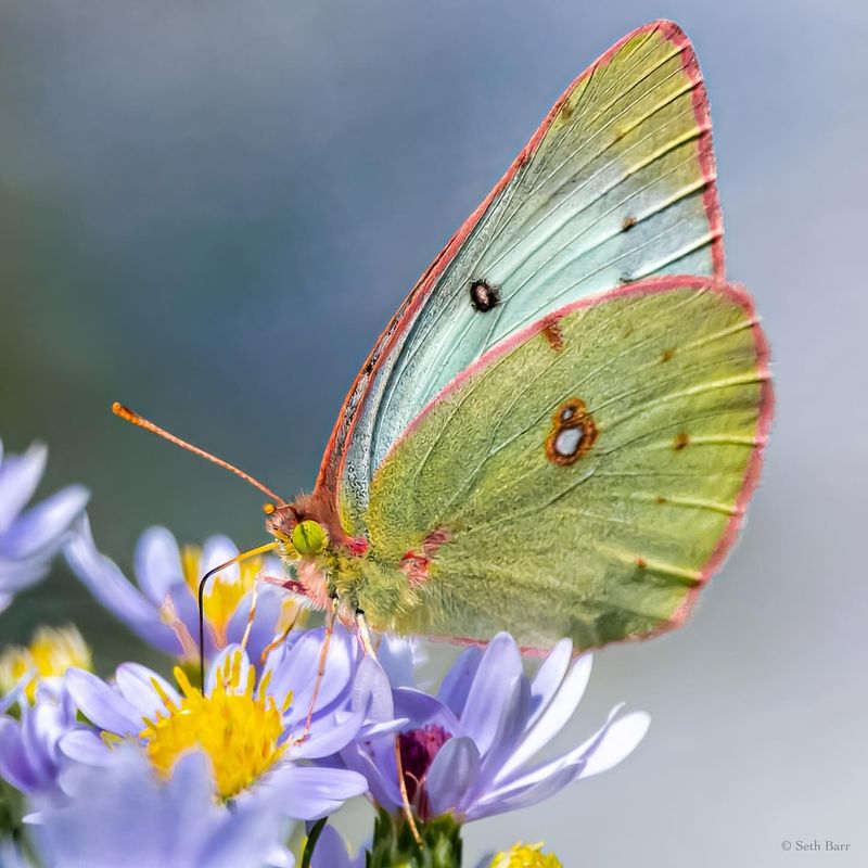 Clouded Sulphur