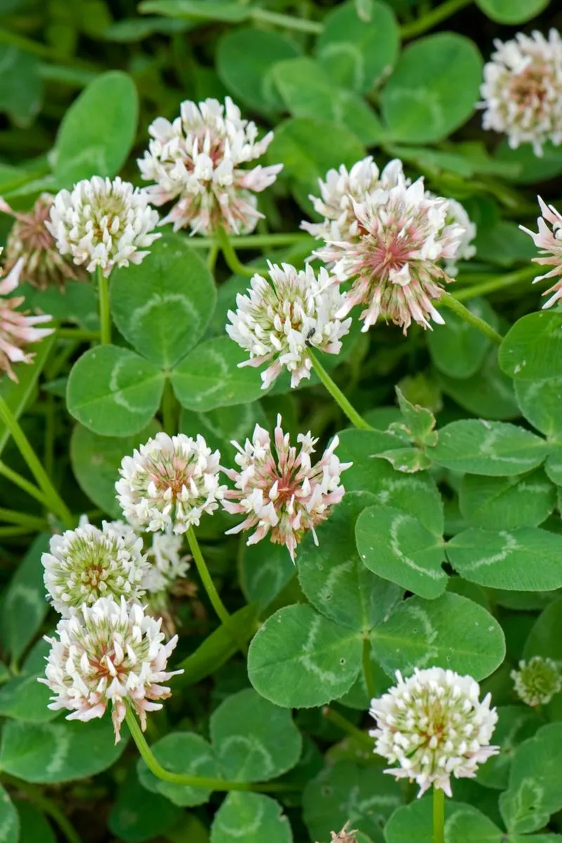 Clover Patches