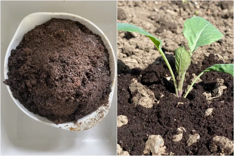 Coffee Grounds for Better Soil