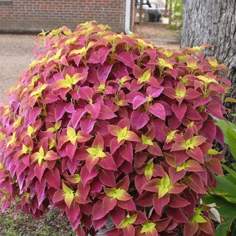 Coleus