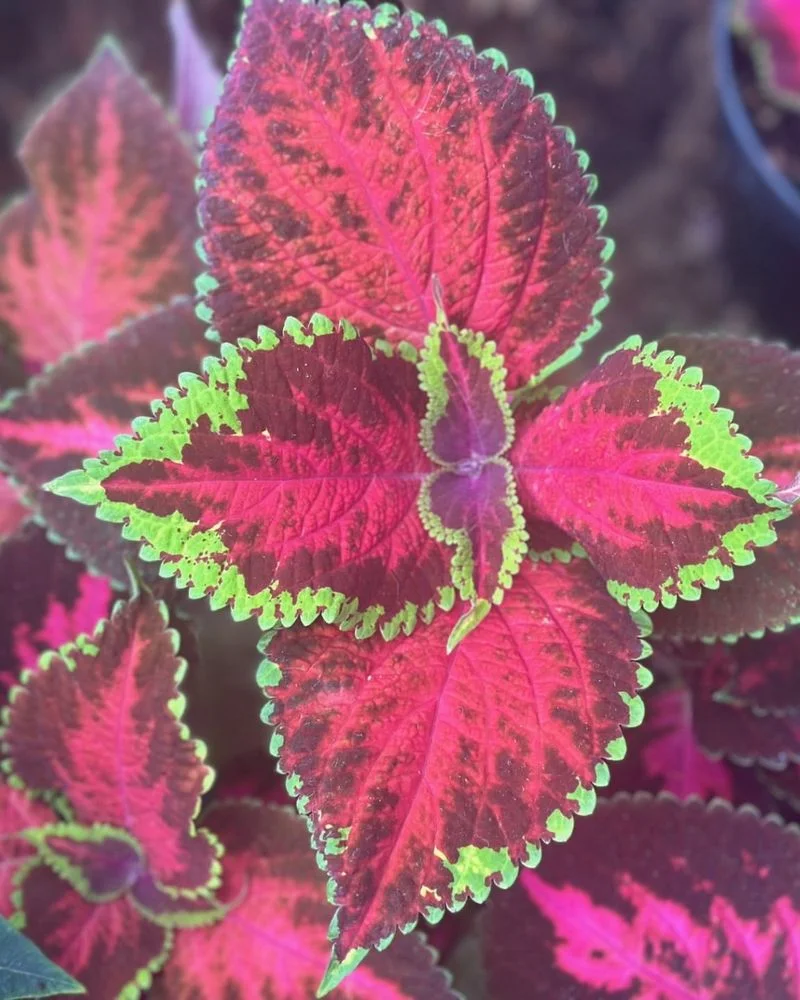 Coleus