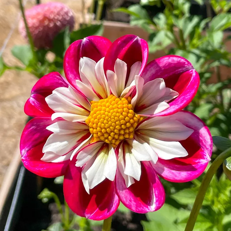 Collarette Dahlia