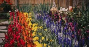 Colorful Flowers That Will Add a Rainbow Effect to Your Yard