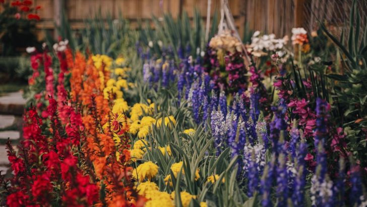 10 Colorful Flowers That Will Add a Rainbow Effect to Your Yard