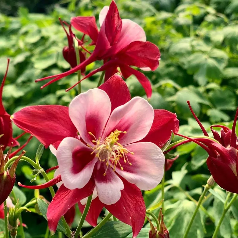 Columbine