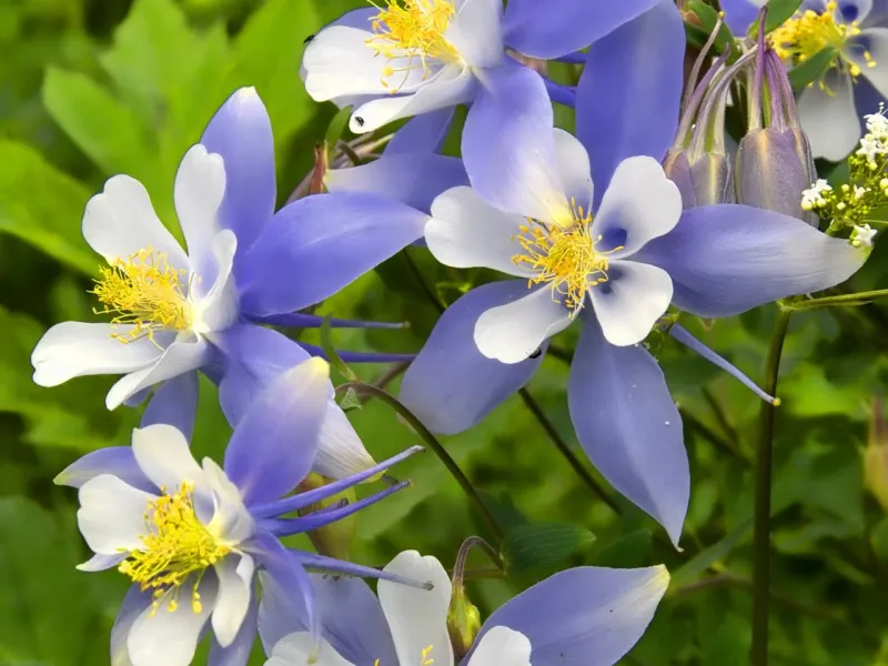 Columbine