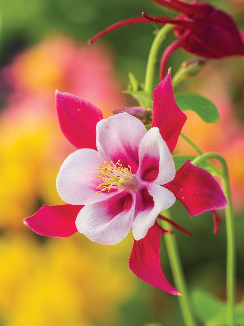 Columbine