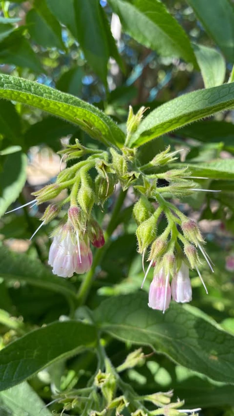 Comfrey