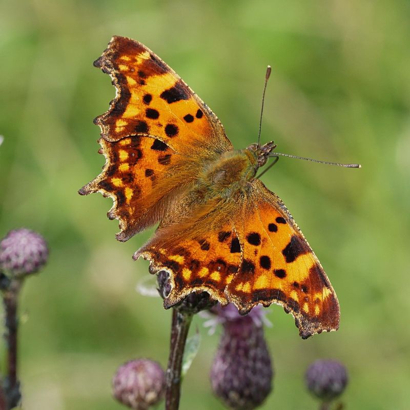 Comma Butterfly