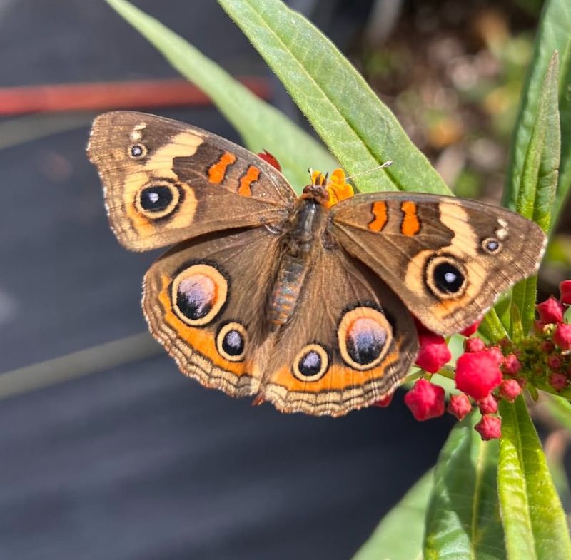 Common Buckeye