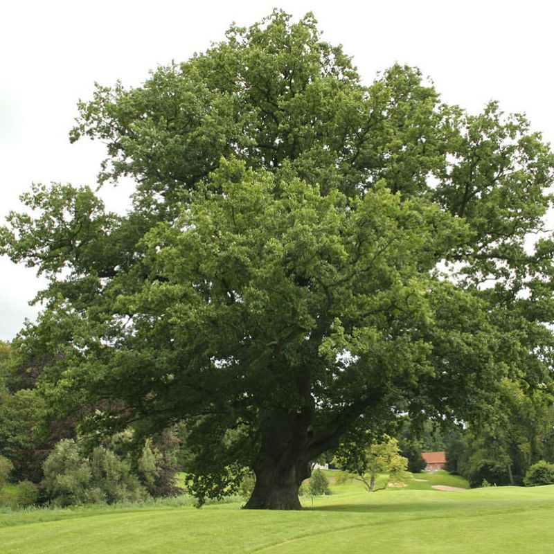 Common Oak