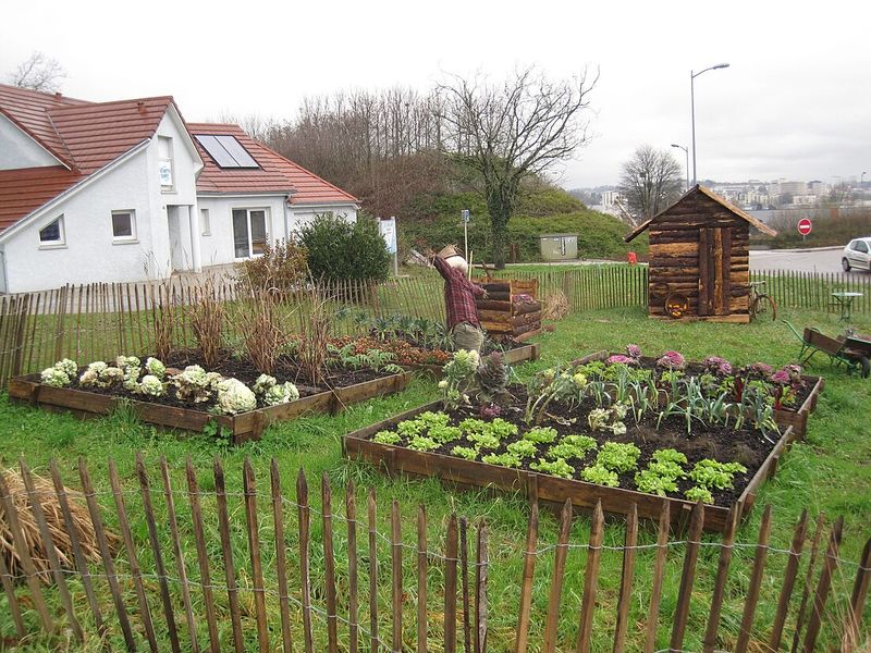 Companion Planting Techniques