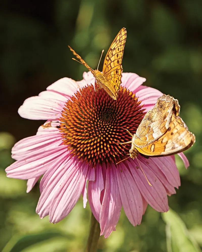 Coneflower