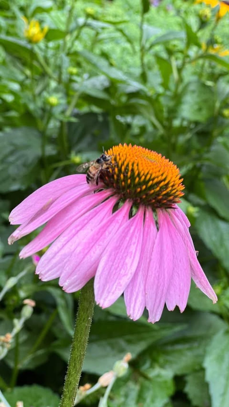 Coneflower