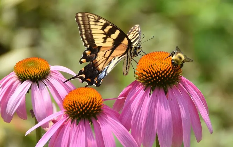 Coneflowers