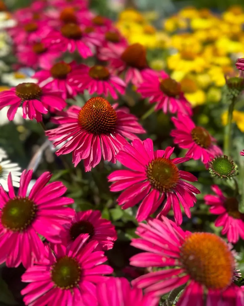 Coneflowers