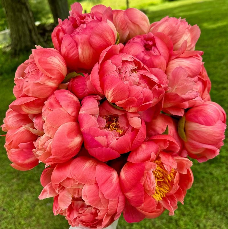 Coral Charm Peony