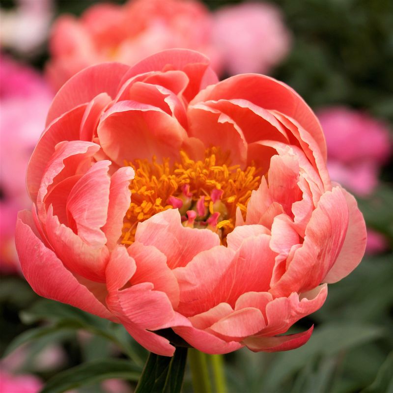 Coral Charm Peony