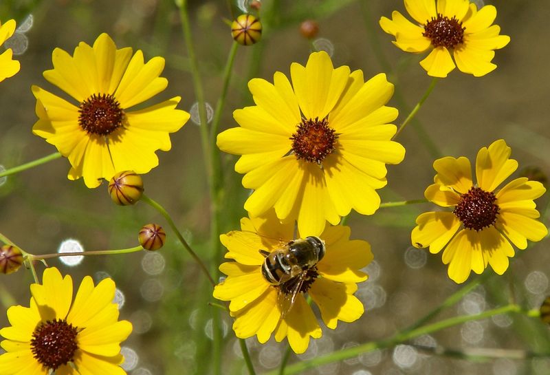 Coreopsis