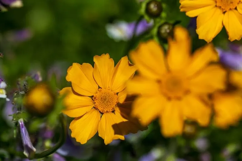 Coreopsis