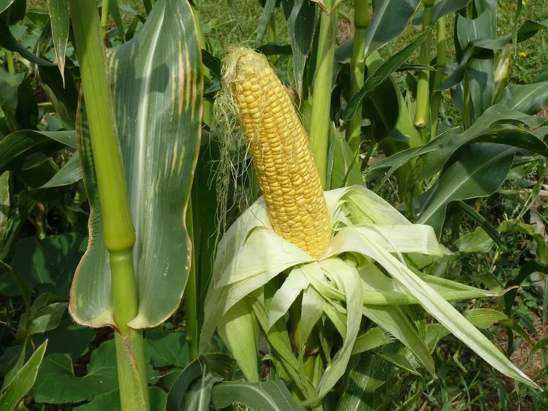 Corn