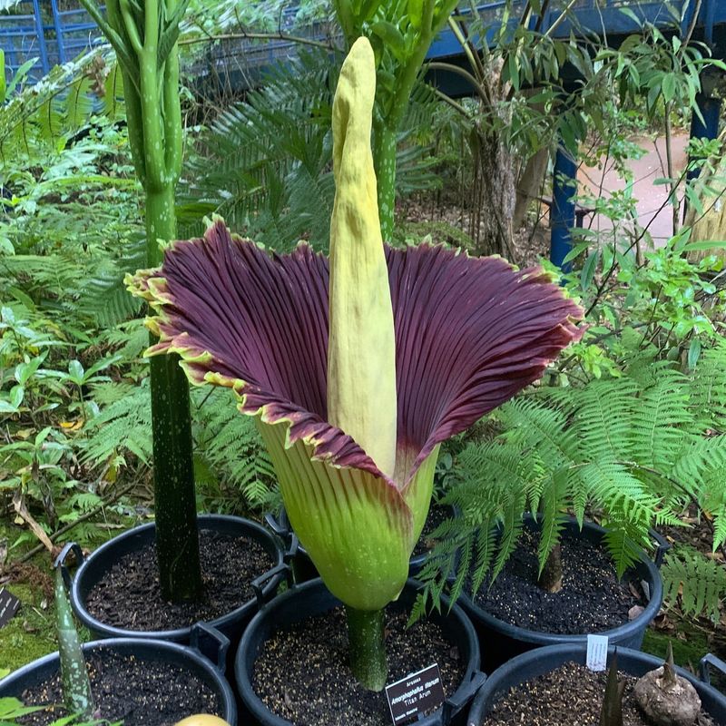 Corpse Flower (Amorphophallus titanum)