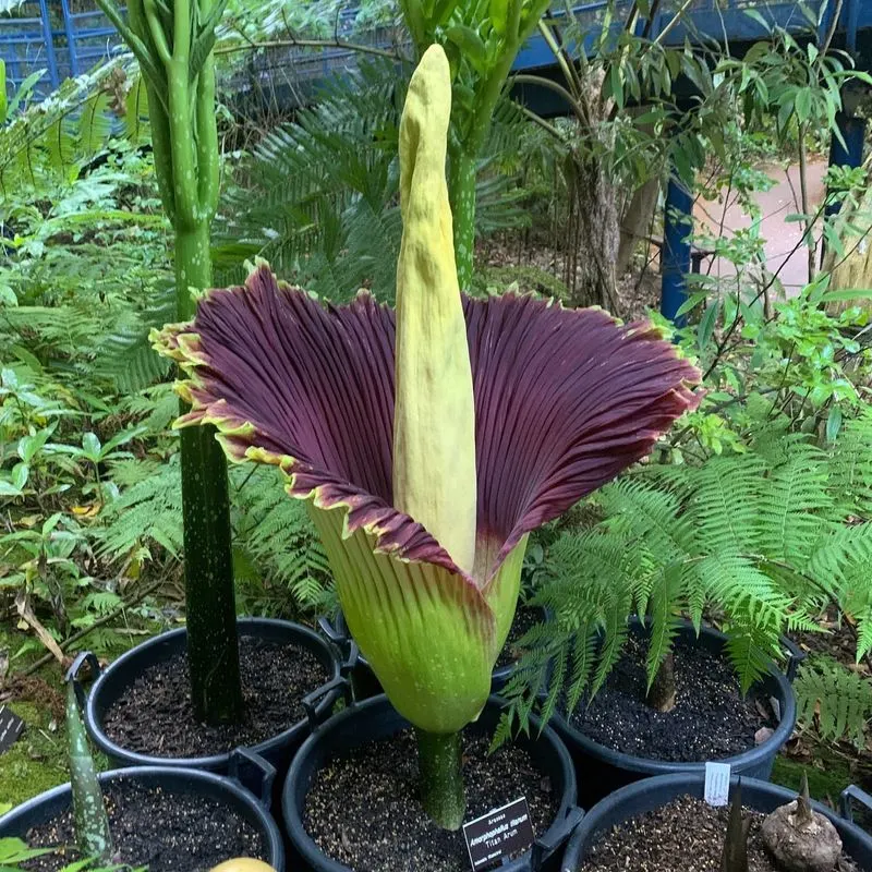 Corpse Flower (Amorphophallus titanum)