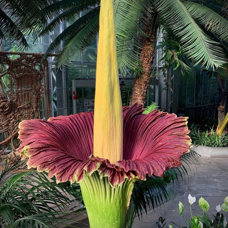 Corpse Flower (Amorphophallus titanum)