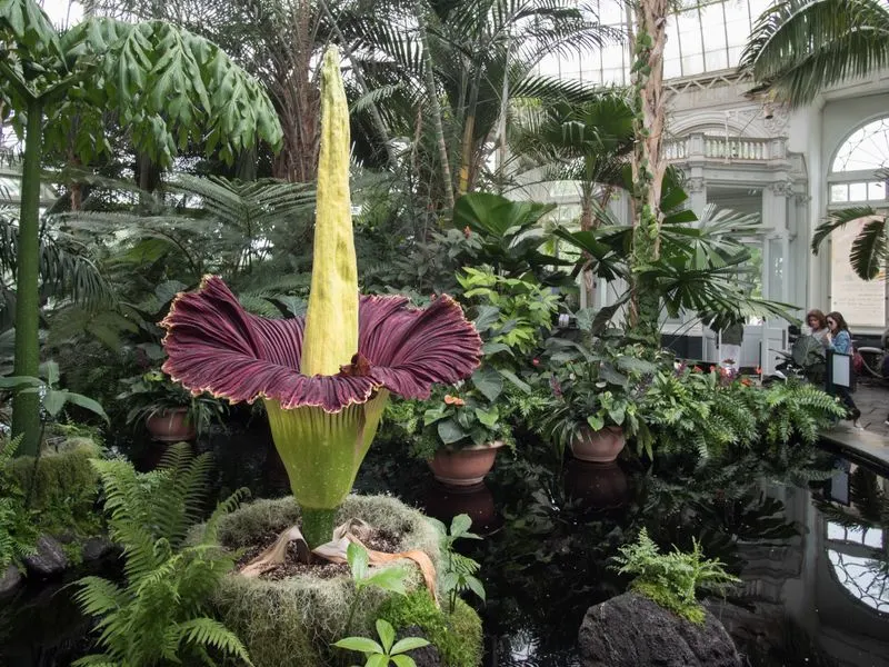 Corpse Flower: Nature's Stinky Wonder