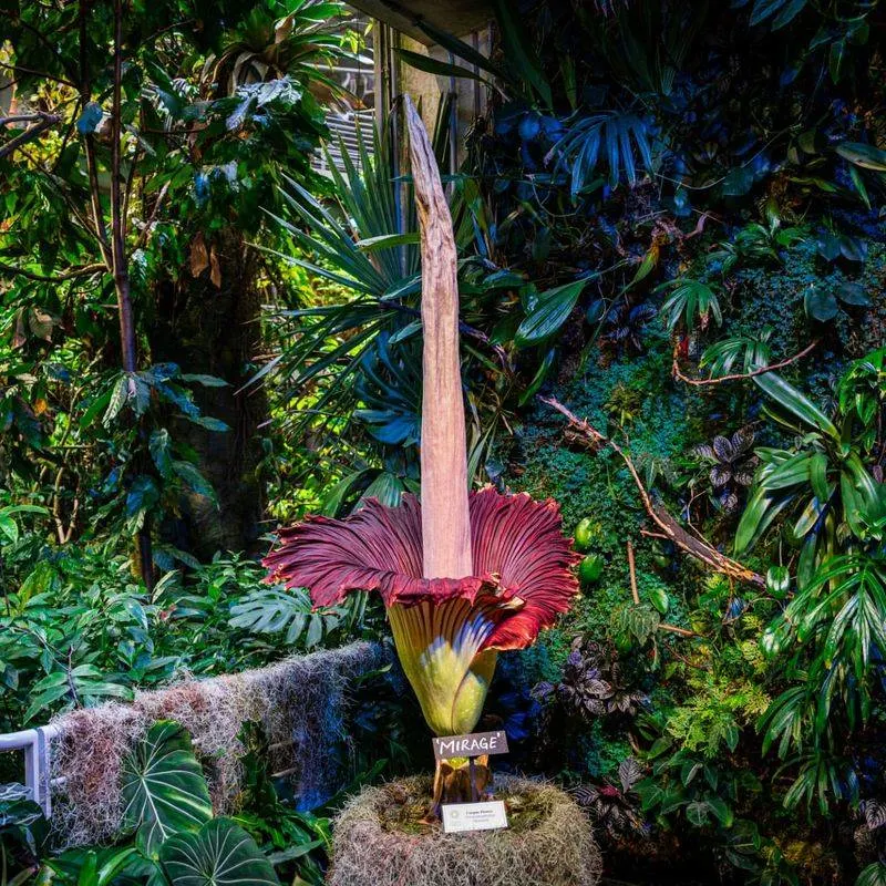 Corpse Flower