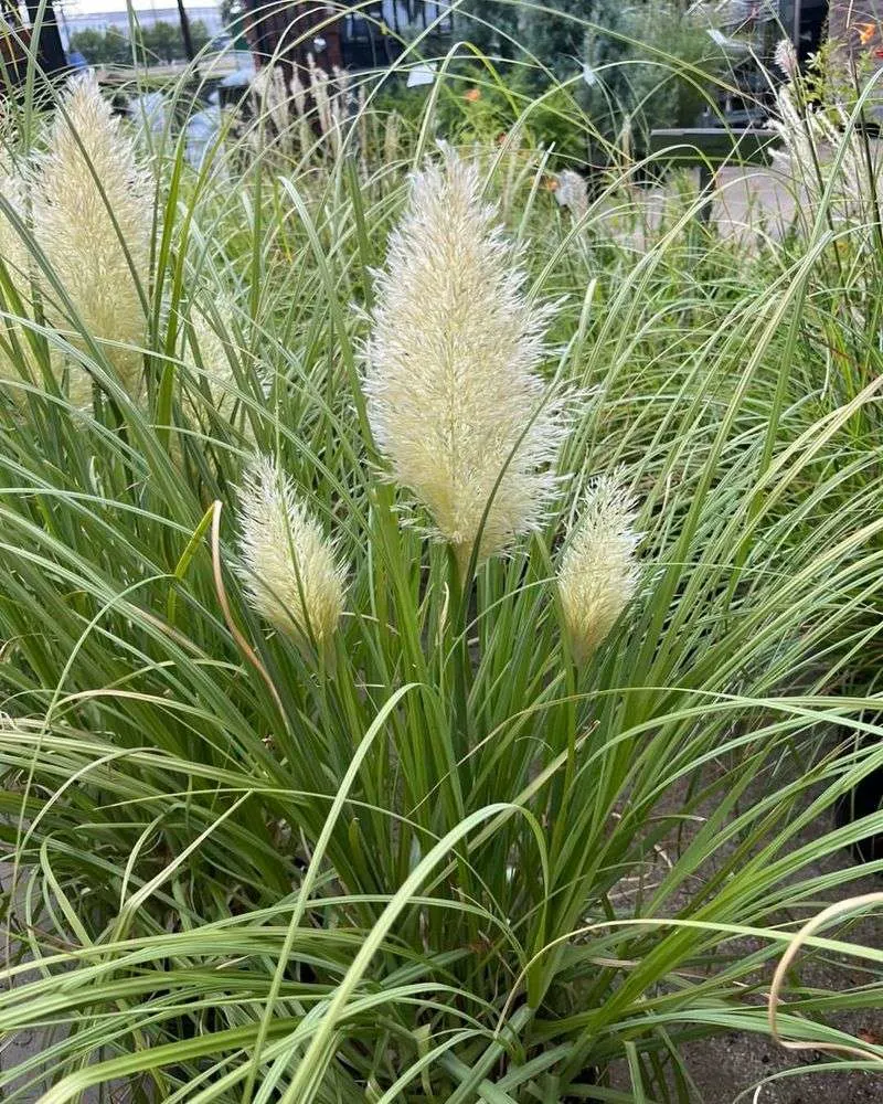 Cortaderia selloana