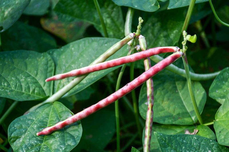 Cowpeas