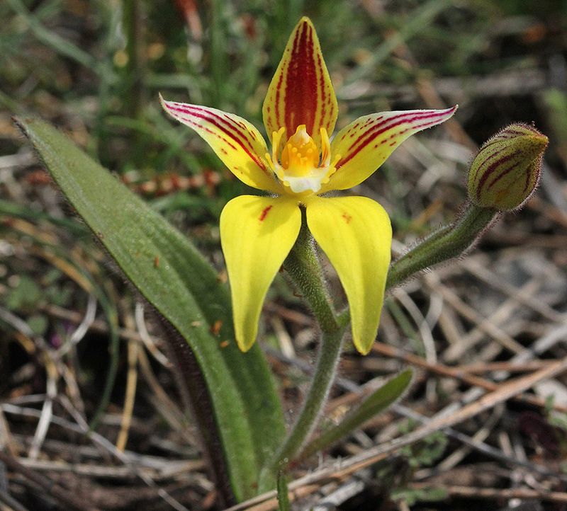 Cowslip Orchid