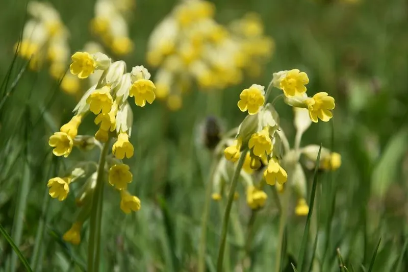 Cowslip