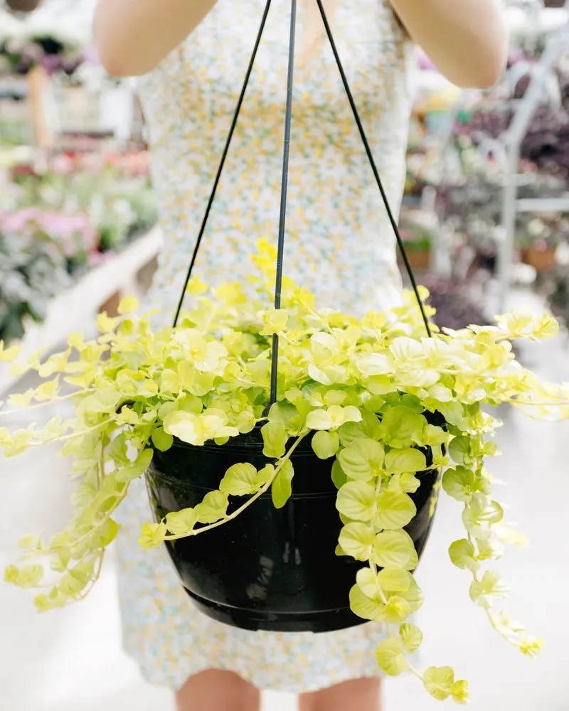 Creeping Jenny