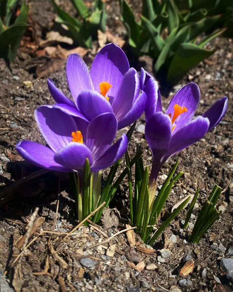 Crocuses