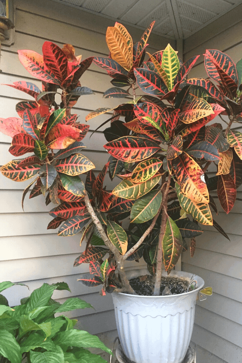 Croton