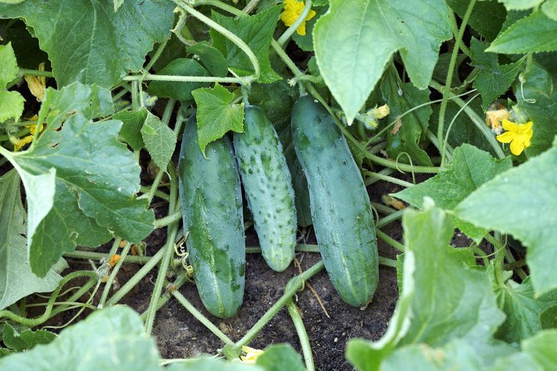 Cucumbers