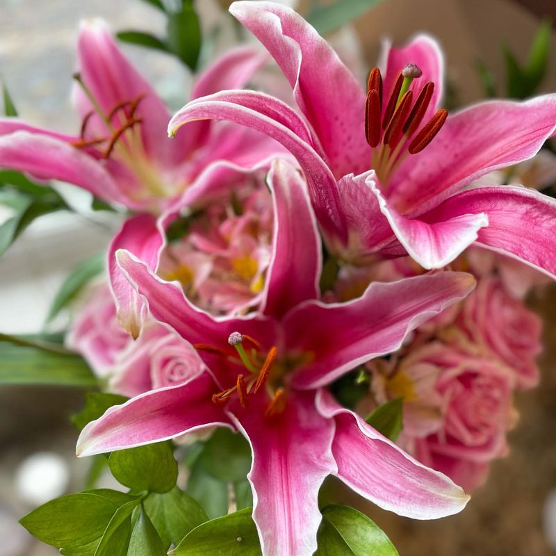 Cut Flower Longevity