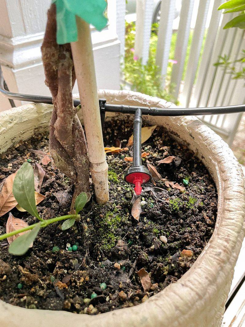 DIY Self-Watering System