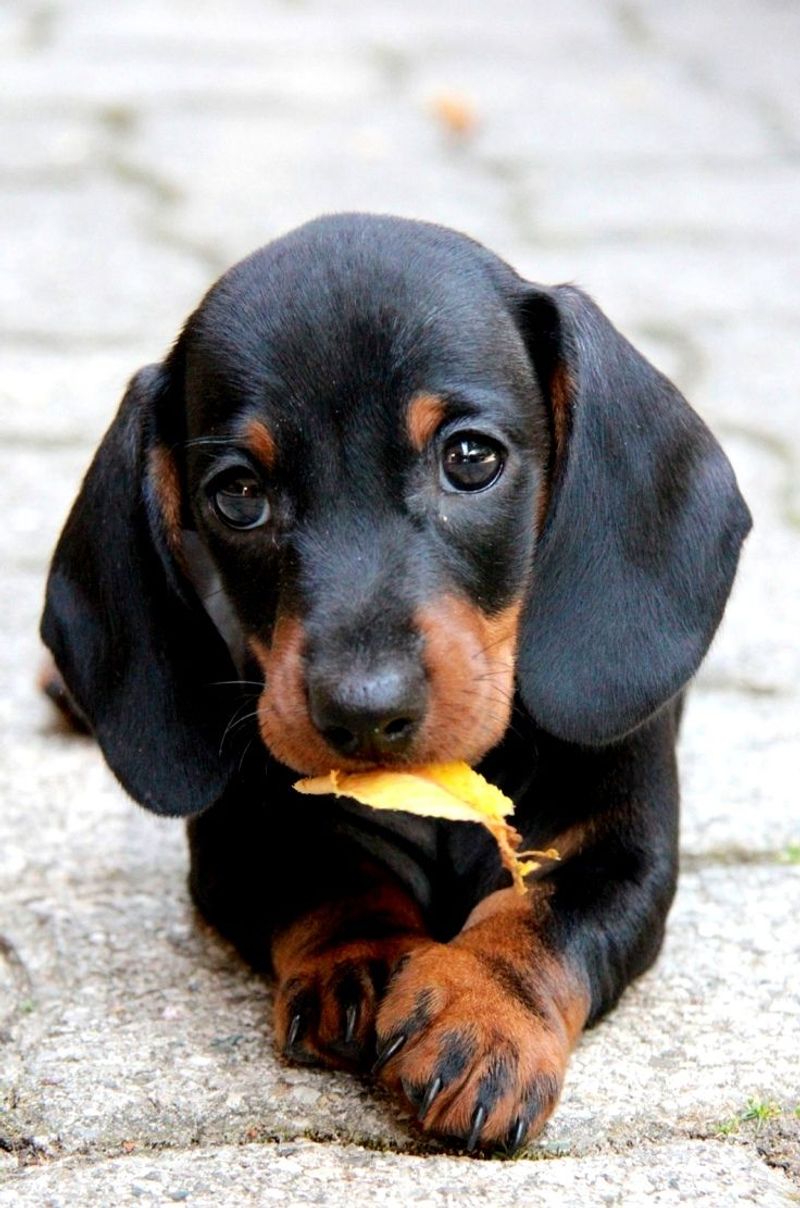 Dachshund