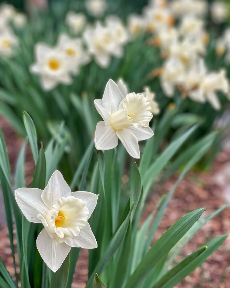 Daffodils