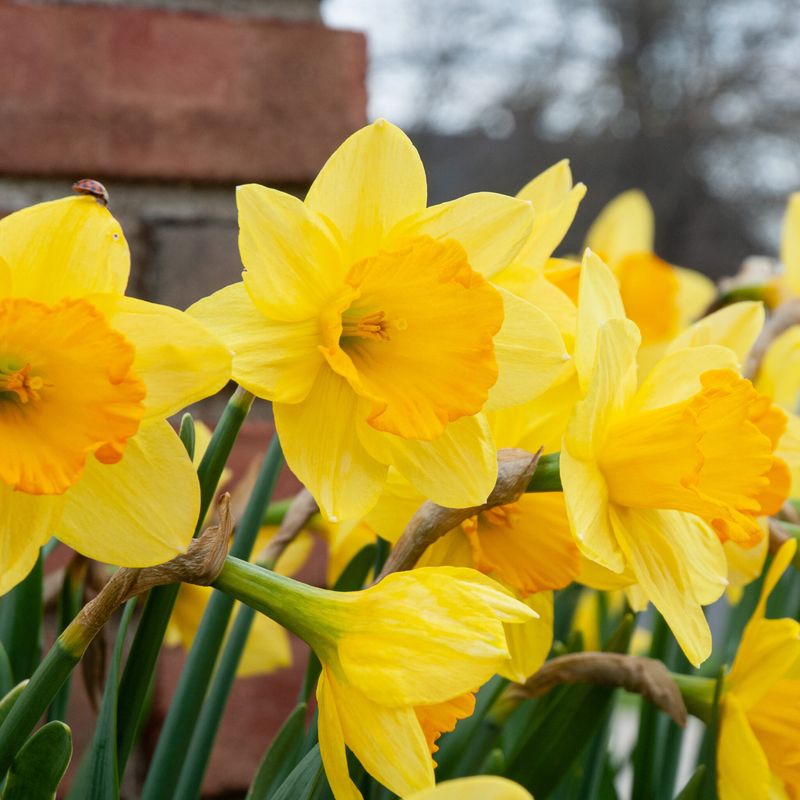 Daffodils