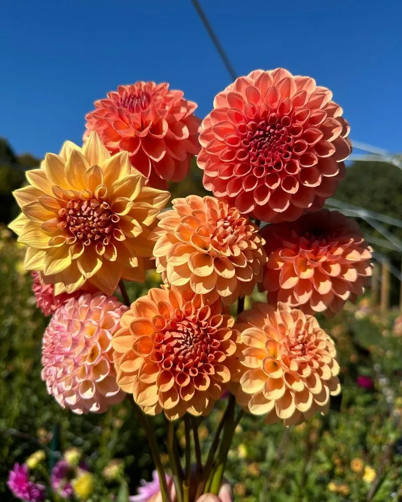 Dahlias